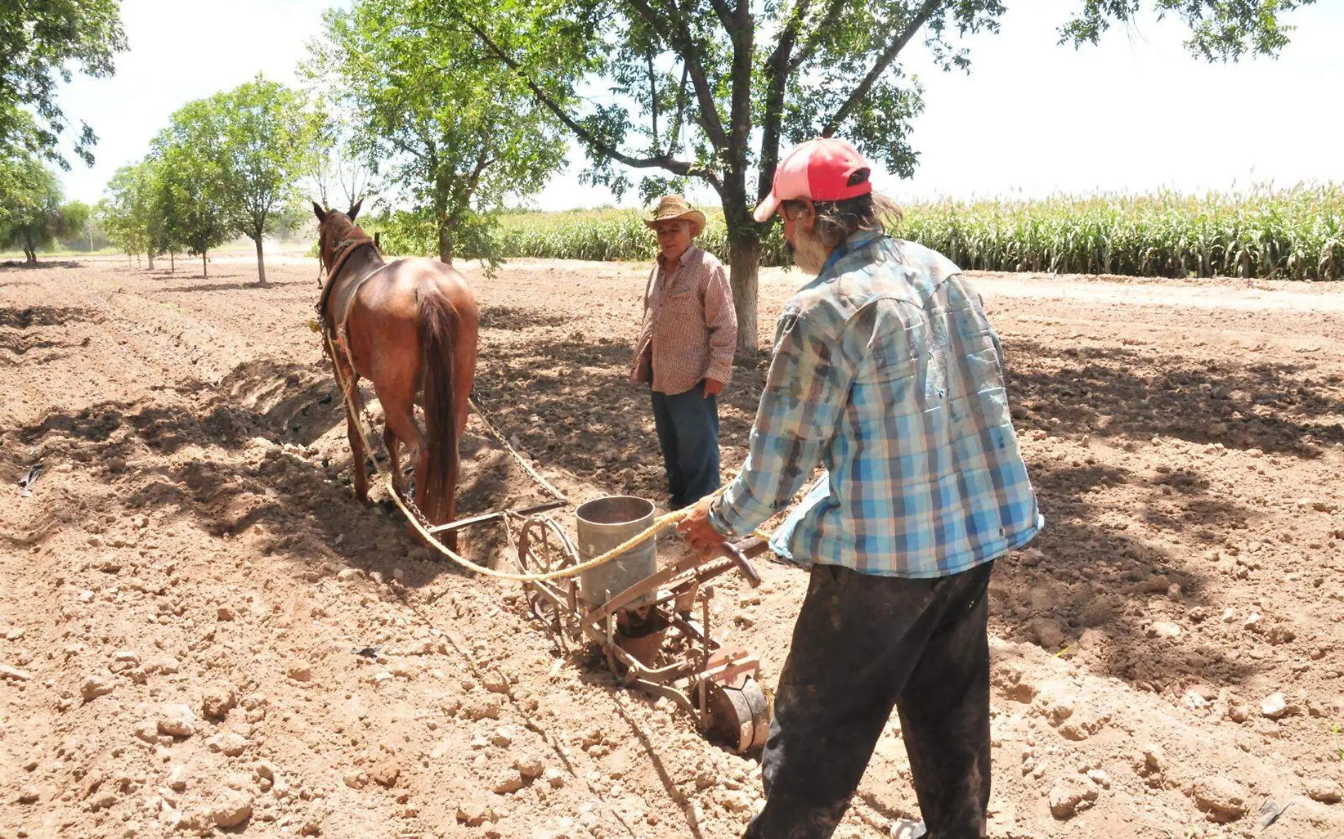 Más de 5 millones de granos se dejan de sembrar por sequía: CNC